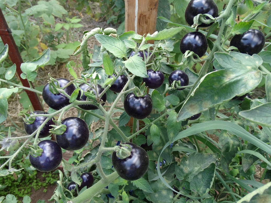 Описание гибридного томата Черная гроздь и рекомендации по выращиванию в открытом грунте
