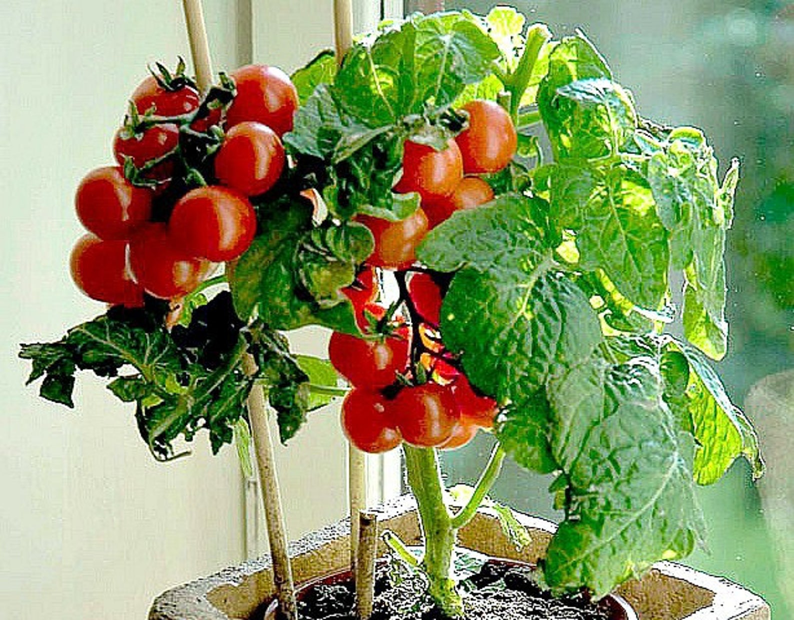 Рассада помидор на подоконнике - выращивание, уход