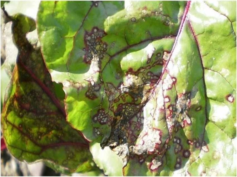 Методы борьбы с серой гнилью. как выглядит болезнь на растениях.