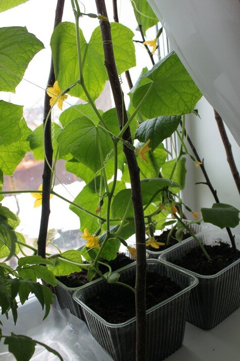 Как вырастить огурцы на балконе: балконные сорта + выращивание пошагово
