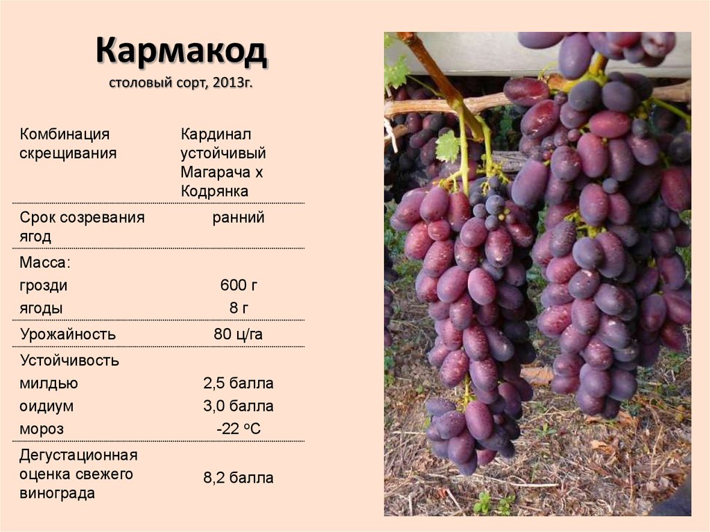 Виноград кодрянка: описание сорта, фото, отзывы, выращивание в подмосковье