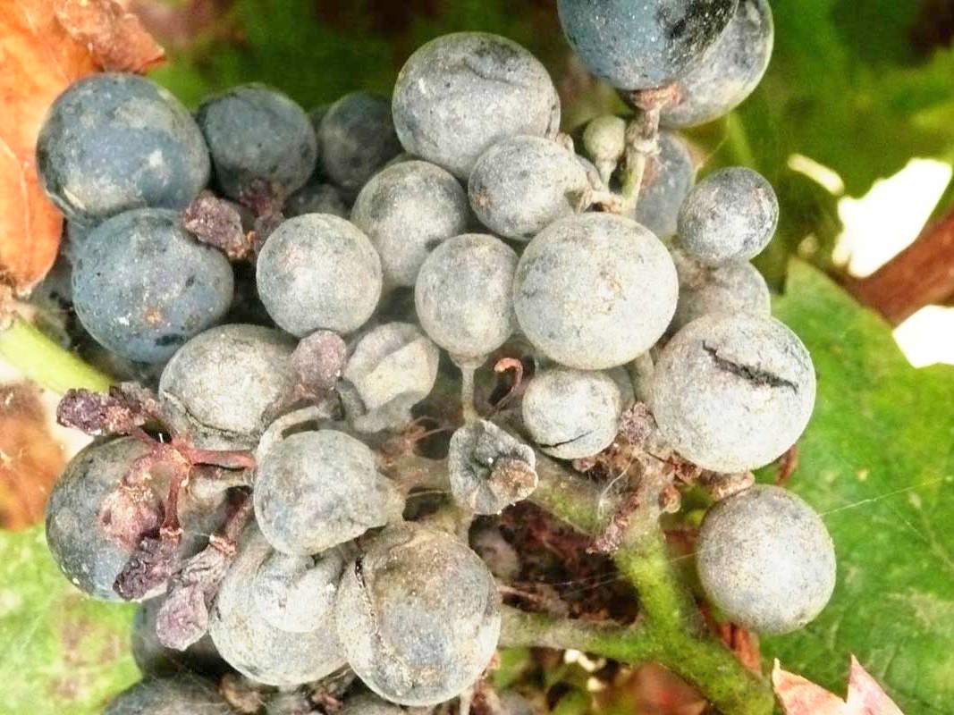 11 советов, как победить грибковые болезни винограда