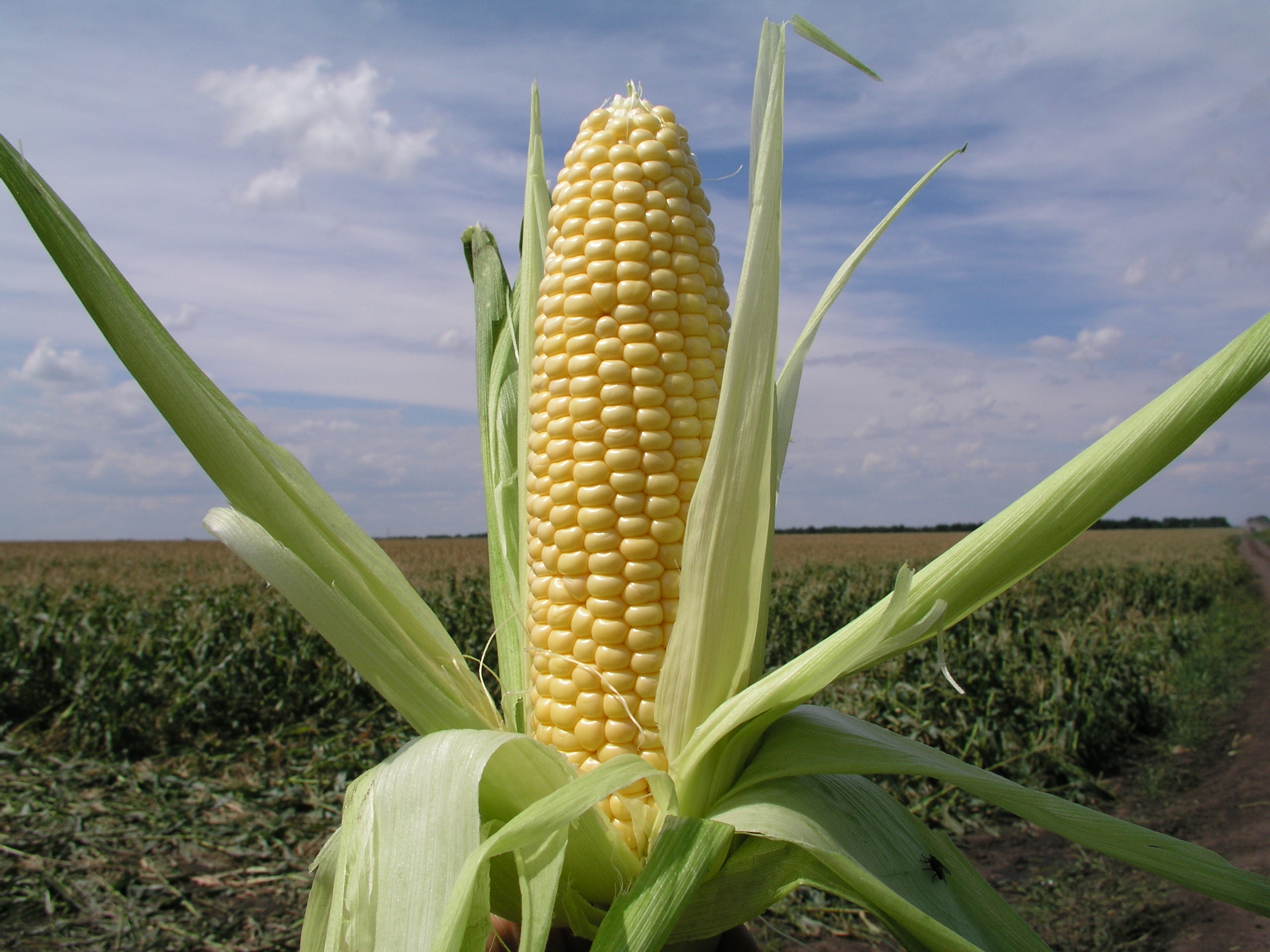 Сорта кукурузы: самые лучшие, сахарные, кормовые, гибриды