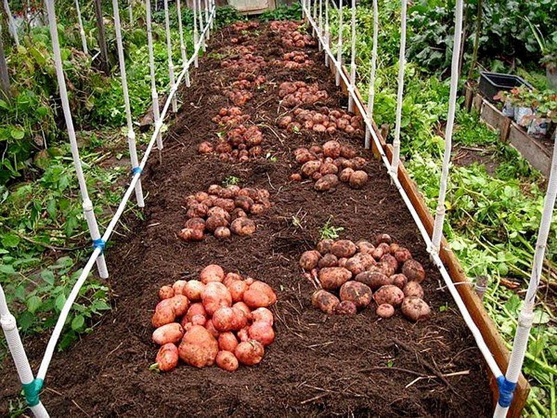 Выращивание картофеля в домашних условиях: традиционные и новые способы, плюсы и минусы