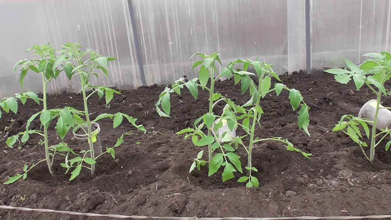 Выращивание помидоров черри в открытом грунте: посадка и уход