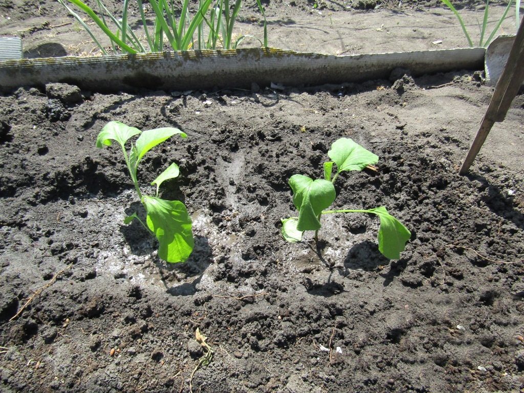 Выращивание баклажан и уход за рассадой после посадки в открытый грунт: особенности подготовки почвы