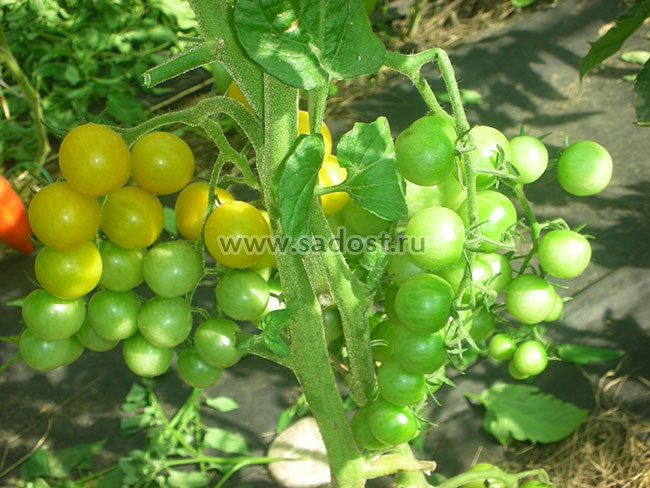 Описание сорта томата сан-марцано и советы по выращиванию рассады
