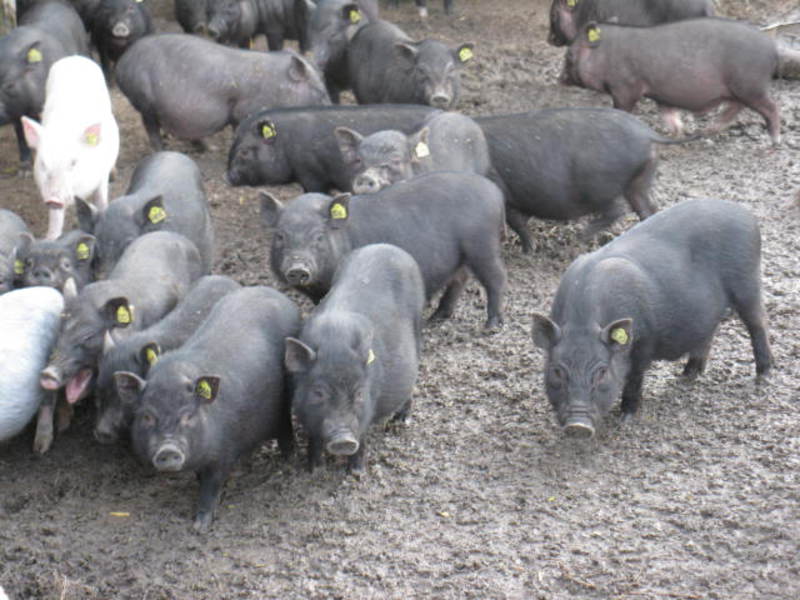 Особенности выращивания вьетнамских вислобрюхих свиней