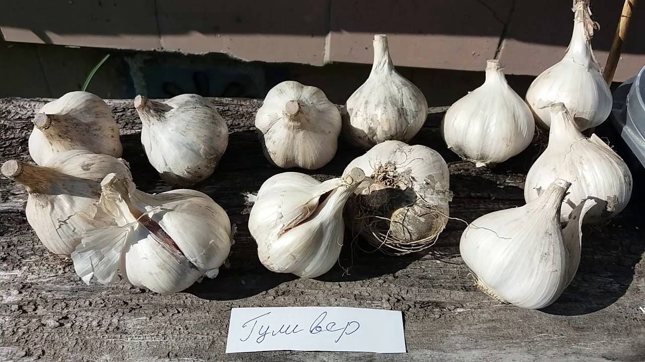 Чеснок башкирский 85: описание сорта, выращивание и урожайность с фото
