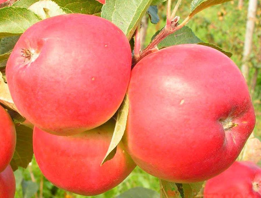 Яблоня белорусское сладкое: секреты выращивания
