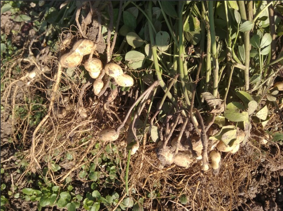 Выращивание арахиса в открытом грунте: посадка и уход