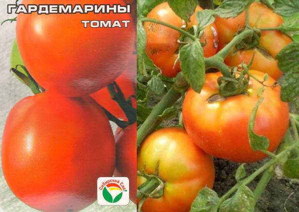 Как посадить и вырастить томат «султан»