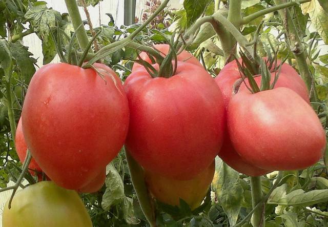 Сердцевидные томаты: описание и характеристика, фото, отзывы