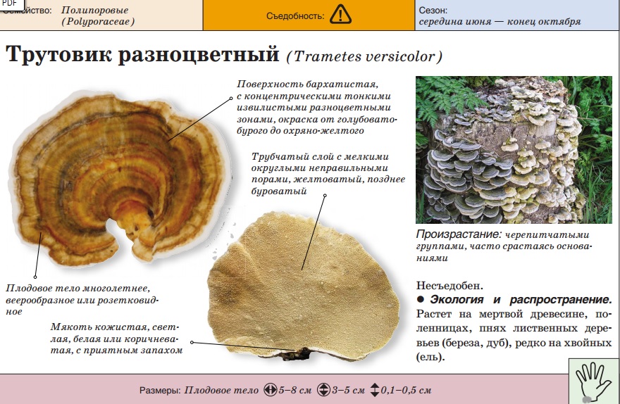 Трутовик окаймленный лечебные свойства фото и описание