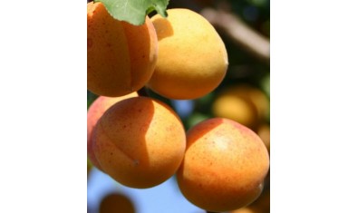 Об абрикосе жигулевский сувенир: описание и характеристики сорта, посадка, уход