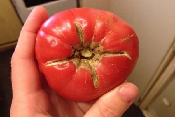 Почему трескаются помидоры при созревании на кусту в теплице и открытом грунте