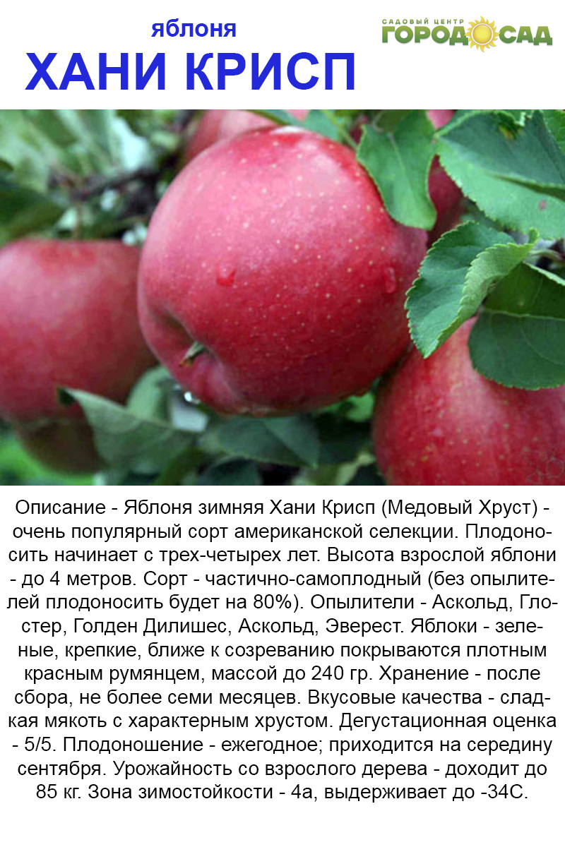 Описание сорта яблони антей: фото яблок, важные характеристики, урожайность с дерева