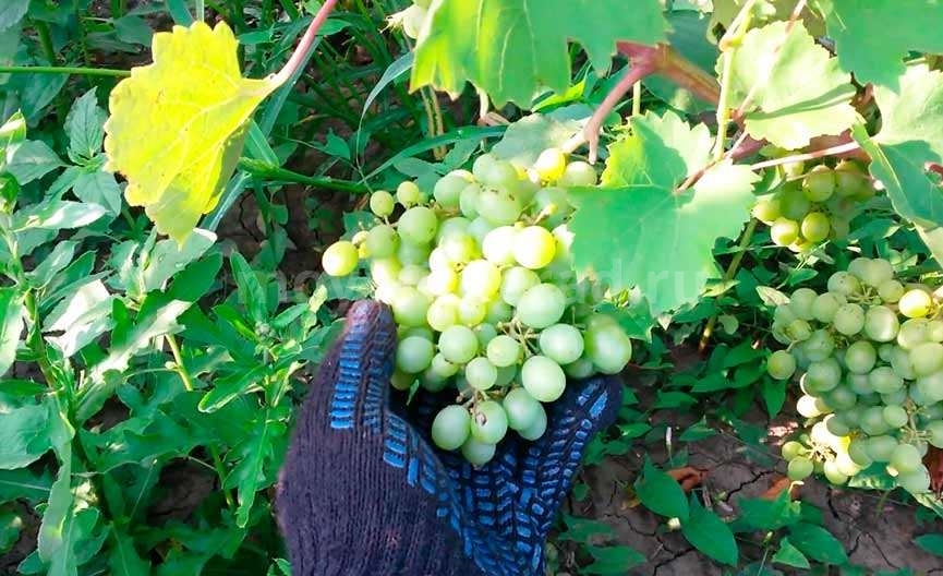 Описание и правила выращивания винограда сорта Ромбик