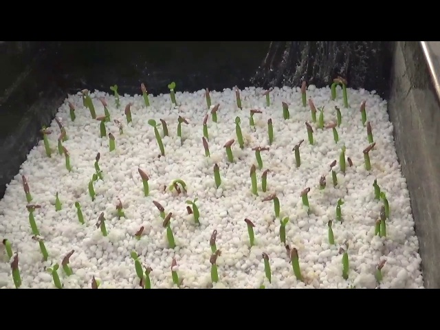 Рассада огурцов в опилках: выращивание, как посадить