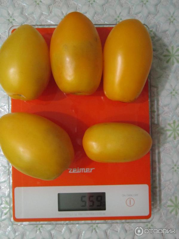 Томат пасхальное яйцо: описание сорта, характеристика, отзывы об урожайности, фото - все о помидорках