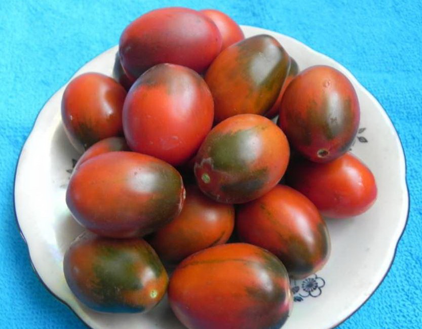 Описание сорта томат шоколадный зайчик и его характеристики