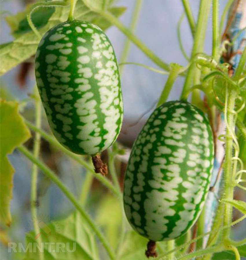 Огурец бинго f1: описание корнишонного сорта, отзывы и фото огородников, выращивание в открытом грунте и теплице