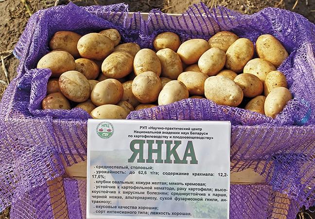 Описание и характеристика сорта картофеля Янка, правила посадки и уход