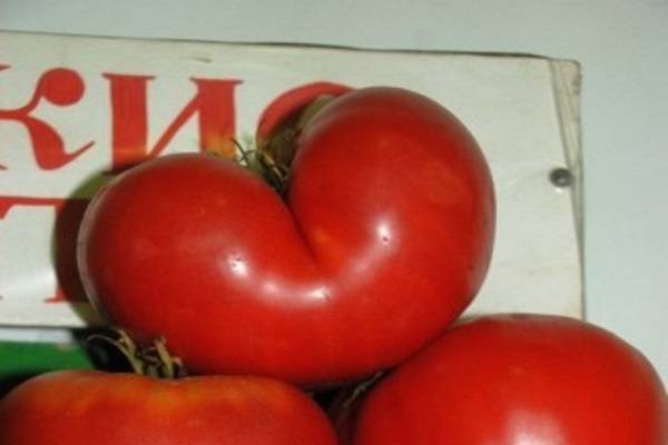 Описание и характеристики сорта томата витязь, урожайность и выращивание