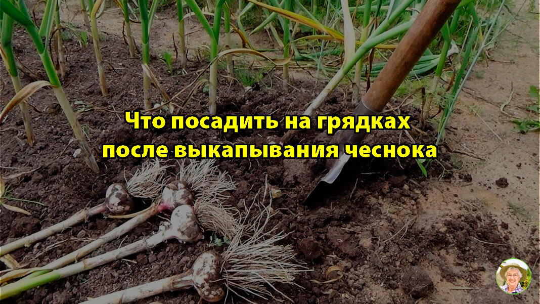 Когда выкапывать чеснок в московской области в этом году? - журнал "совхозик"