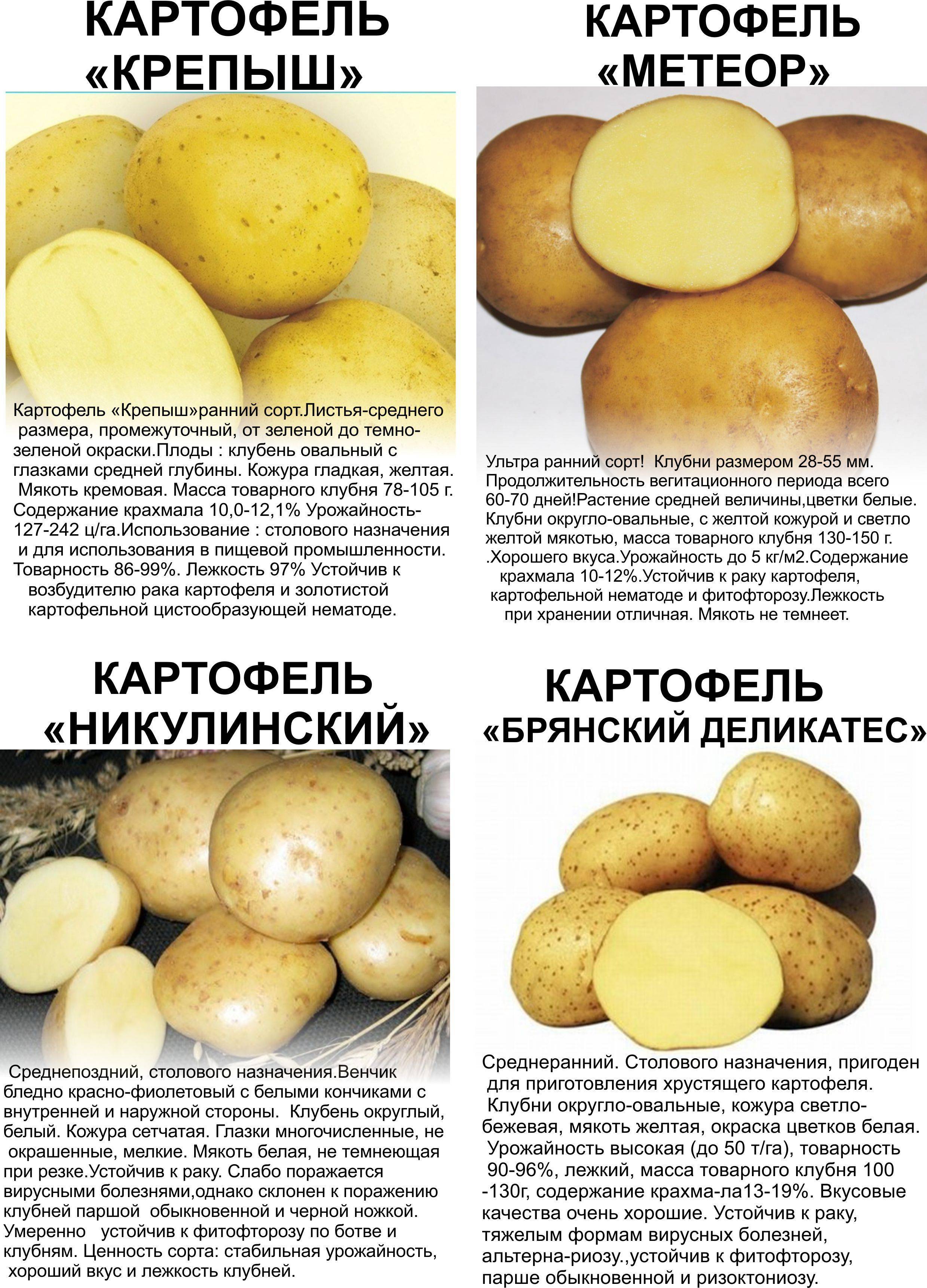 Ранний столовый сорт картофеля «палац» от белорусских селекционеров