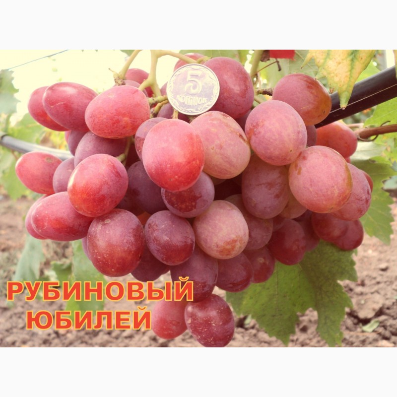 Виноград рубиновый юбилей: описание, основные характеристики