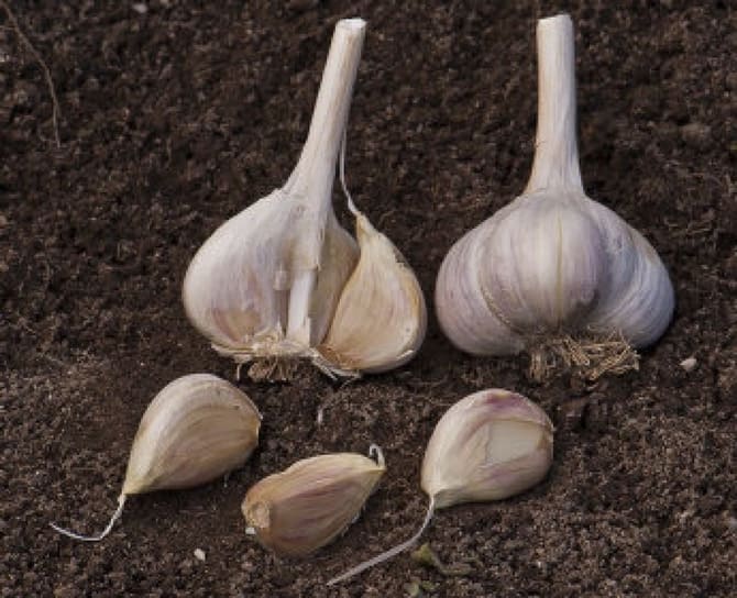 Выращивание чеснока из бульбочек (семян): методика подготовки, посадки и ухода, как получить и высаживать однозубки