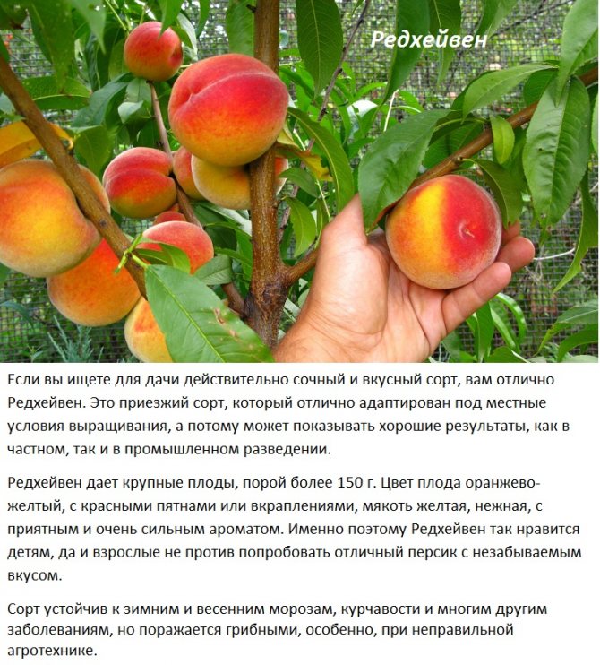 Что за фрукт - инжирный персик? – дачные дела