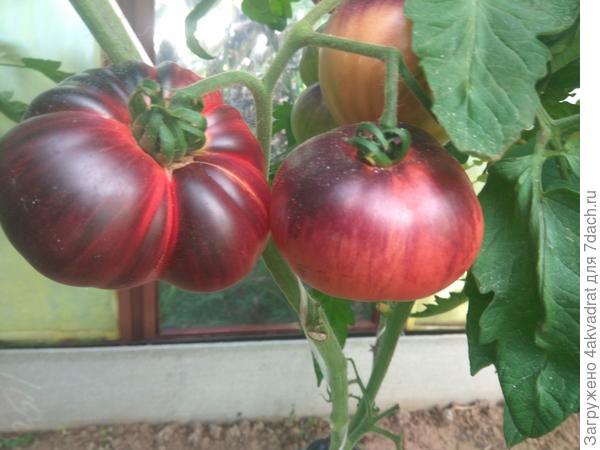 Характеристика сортов томатов лазурный гигант и ранний гигант, отзывы и урожайность