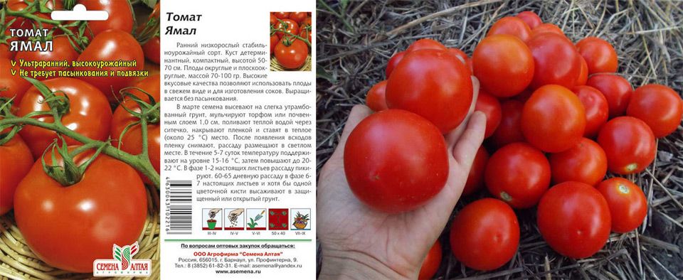 Описание сорта томата баллада и его характеристики