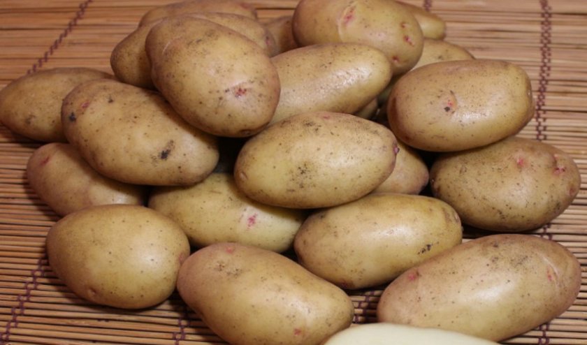 Картофель елизавета – описание сорта, фото, отзывы