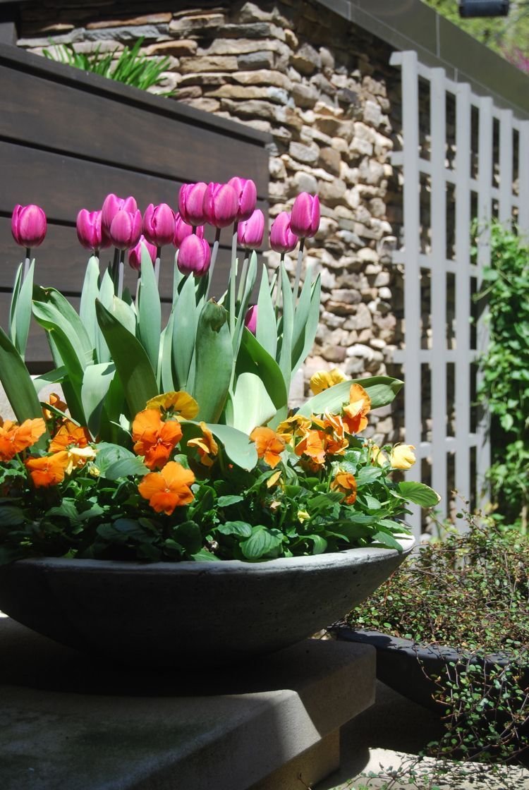 Можно ли сажать тюльпаны весной и когда высаживать их в грунт?