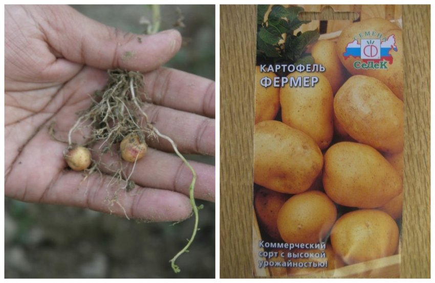 Картофель крепыш описание и характеристика сорта урожайность отзывы фото - дневник садовода parnikisemena.ru