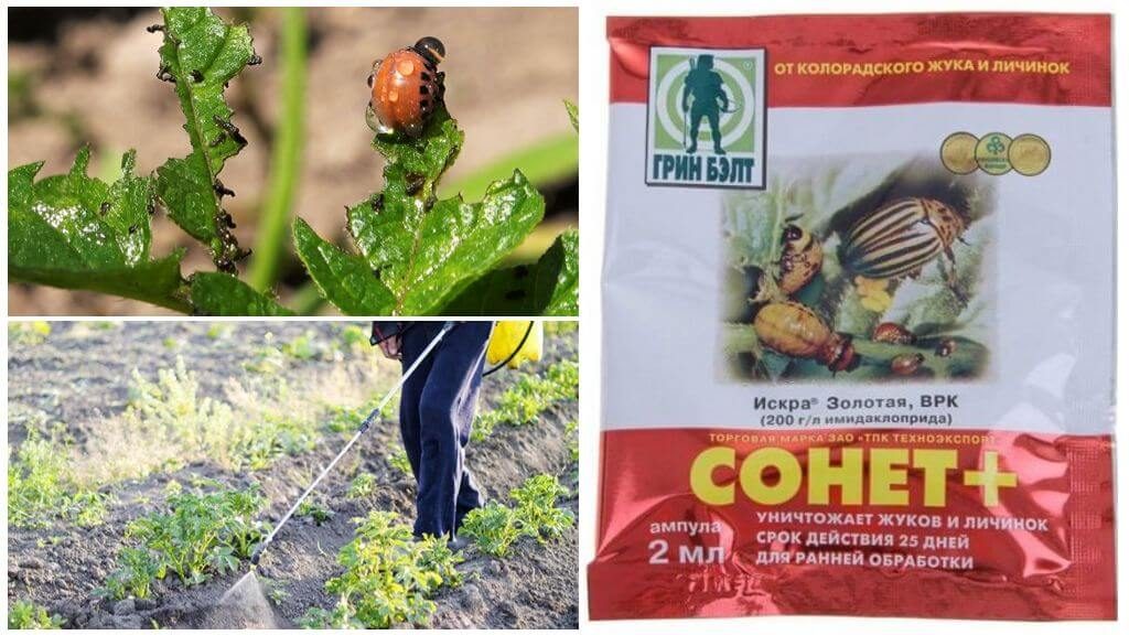 Как избавиться от колорадского жука на картошке навсегда: проверенные способы