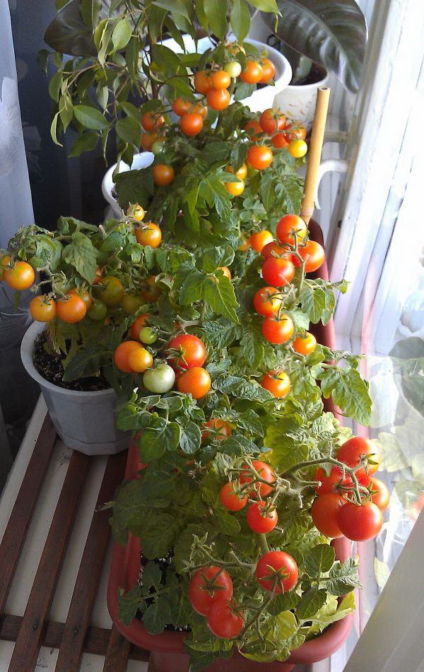 Выращивание томата пиноккио на подоконнике дома и на балконе, описание этого карликового сорта помидоров, а также основные правила ухода за ним русский фермер