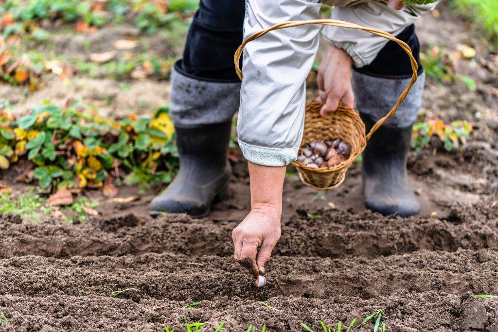 Выращивание шпината: правила посадки и ухода в открытом грунте