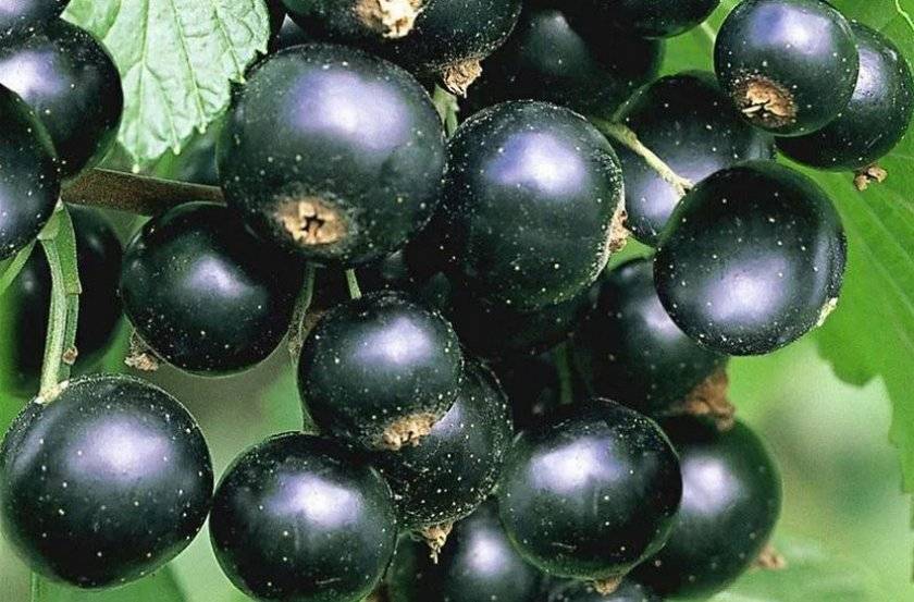 Описание черной смородины сорта Титания, особенности посадки и ухода