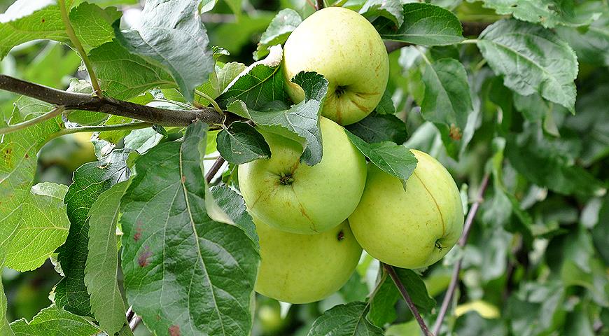 Описание сорта яблони зимняя красавица: фото яблок, важные характеристики, урожайность с дерева