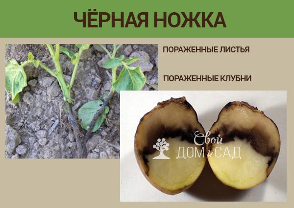 Ножка черная картофеля | справочник пестициды.ru