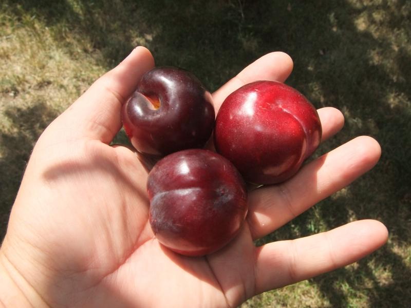 Гибрид абрикоса и сливы – как называется и особенности