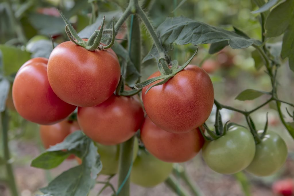 Характеристики и описание томат «красная гвардия f1»: отзывы садоводов