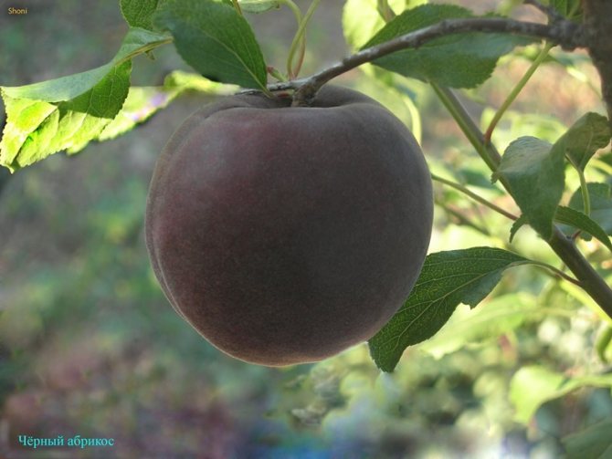 О сортах черного абрикоса: описание и характеристики, посадка, уход, выращивание