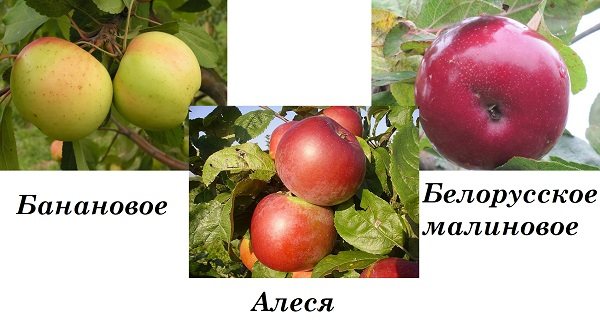Описание сорта яблони алеся: фото яблок, важные характеристики, урожайность с дерева