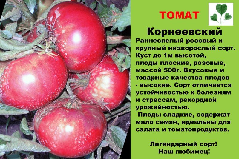 Томат "розовый слон": описание сорта, характеристика, особенности выращивания и фото помидоров русский фермер