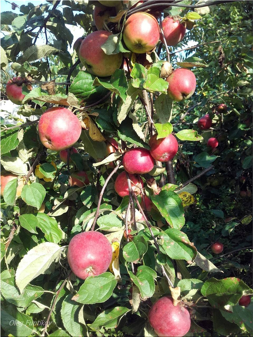 О яблоне горнист: описание сорта, характеристики, агротехника, выращивание